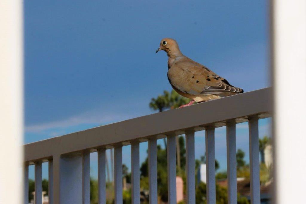 A bird sitting on a railing

Description automatically generated
