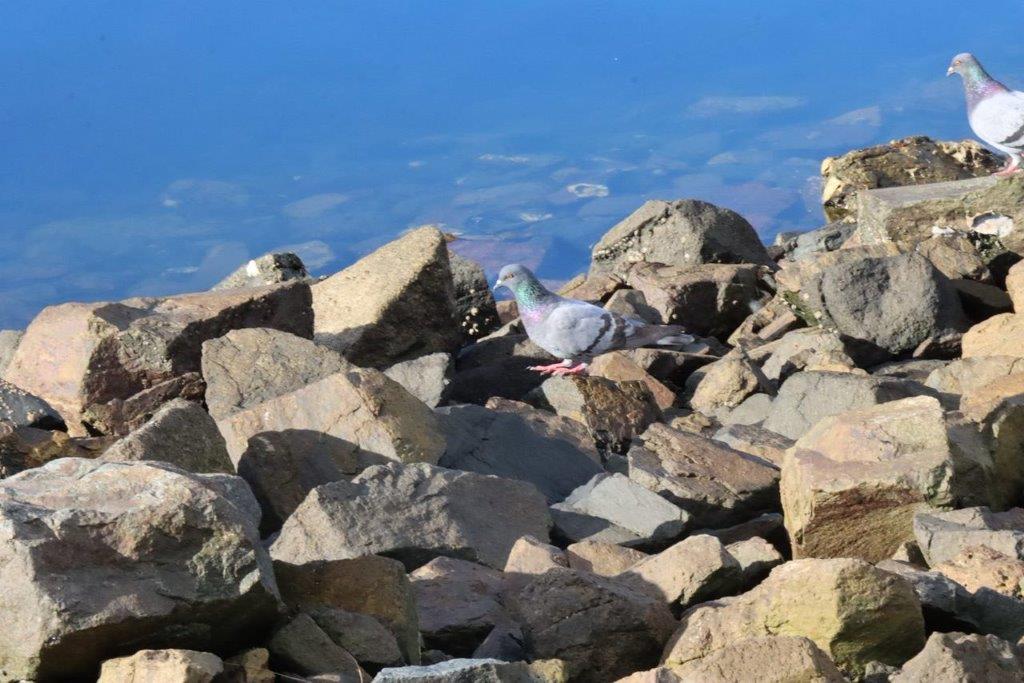 A pigeon sitting on rocks

Description automatically generated