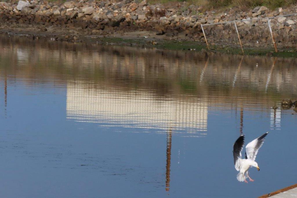 A bird flying in the water

Description automatically generated