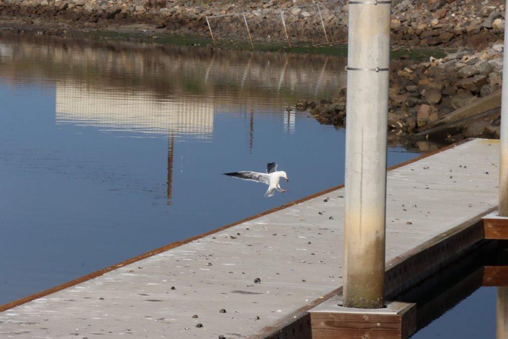 A bird swimming in the water

Description automatically generated