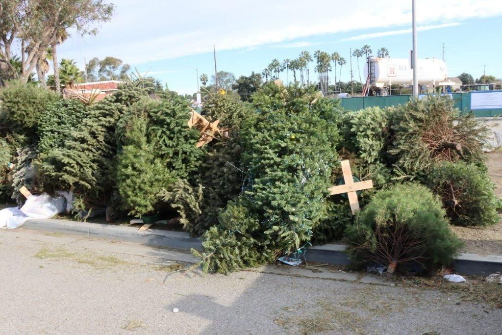 A group of trees with crosses

Description automatically generated