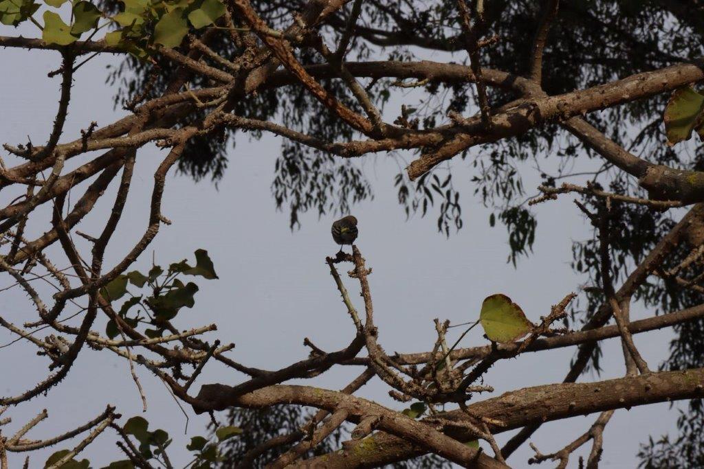 A bird perched on a branch

Description automatically generated