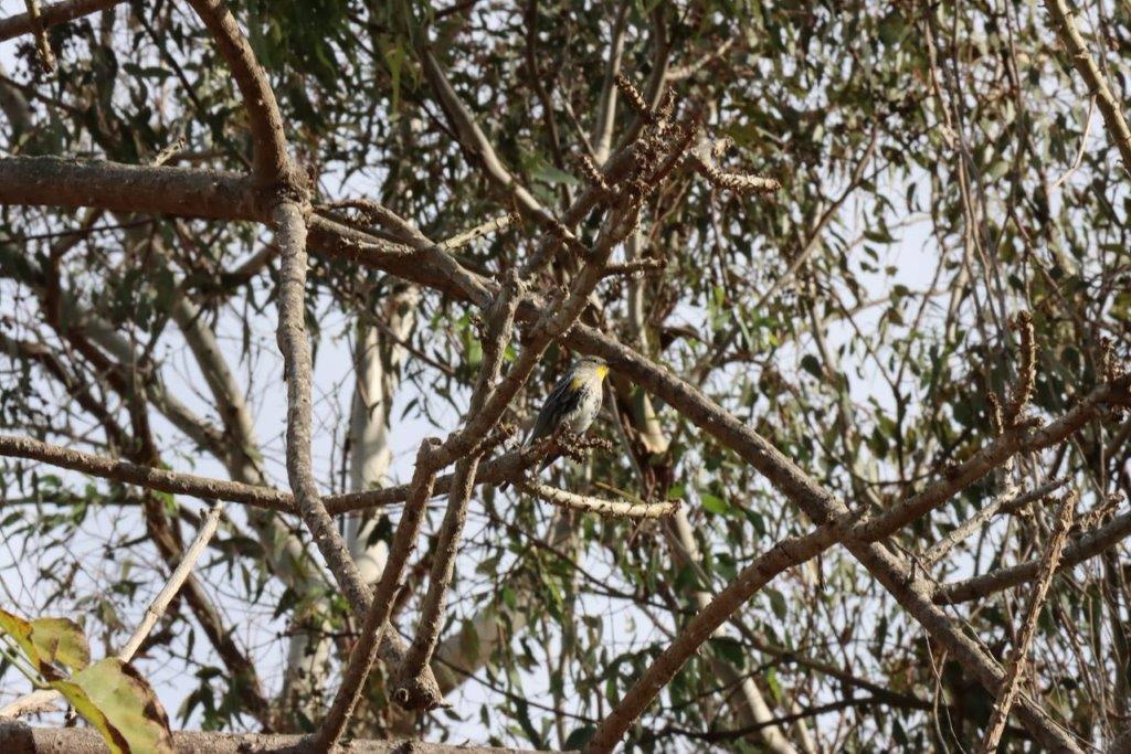 A bird on a branch

Description automatically generated
