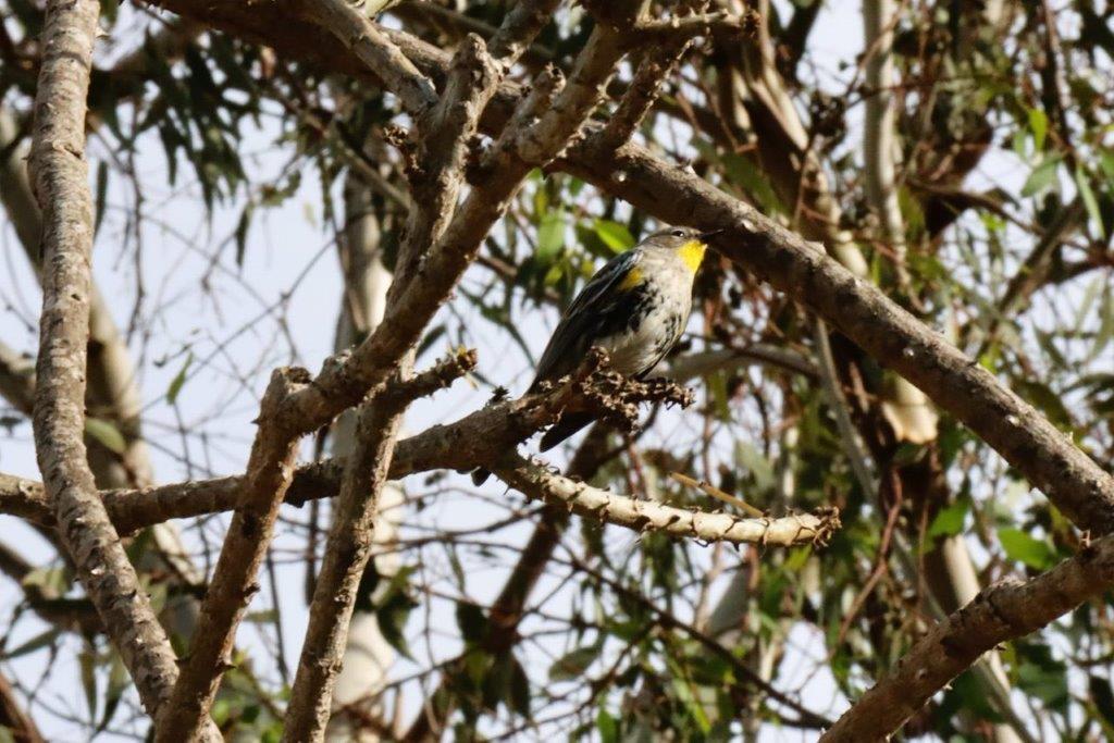 A bird sitting on a branch

Description automatically generated