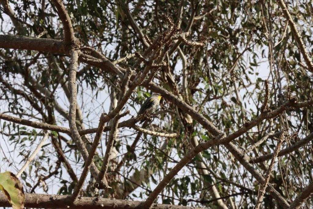 A bird on a branch

Description automatically generated