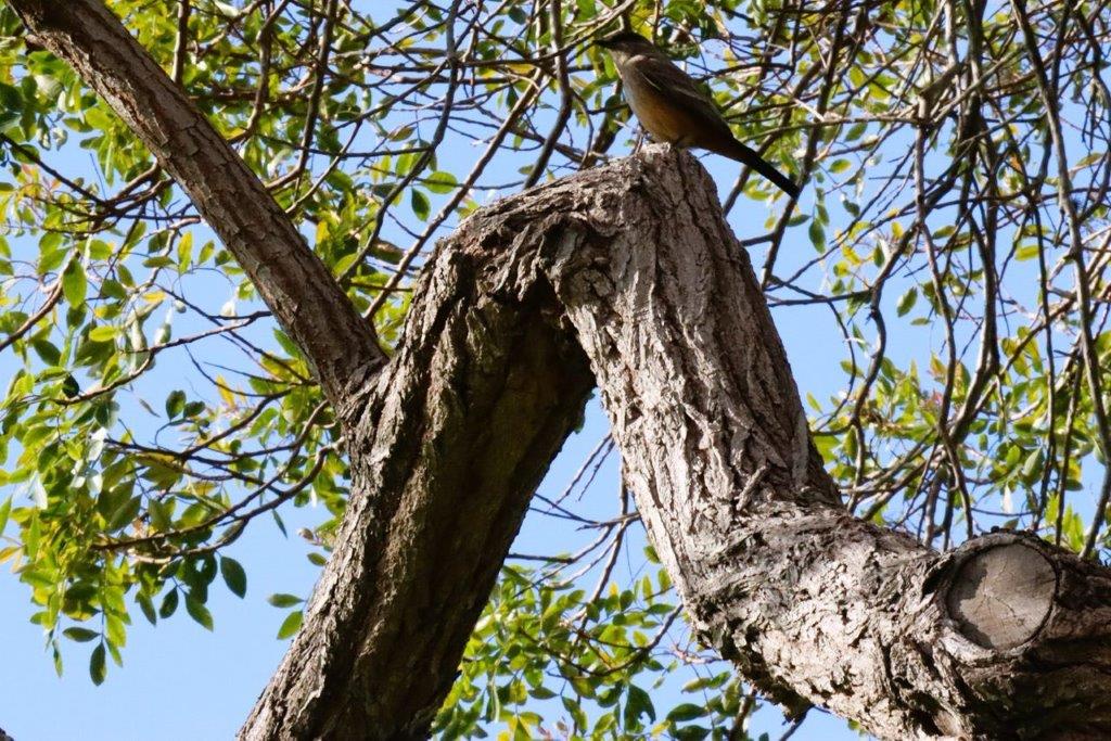 A bird perched on a tree branch

Description automatically generated