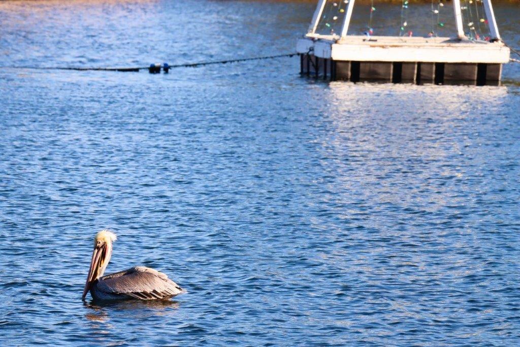 A pelican in the water

Description automatically generated