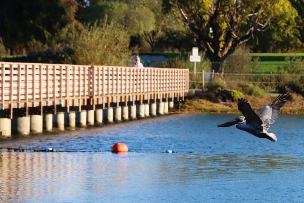 A pelican flying over a body of water

Description automatically generated