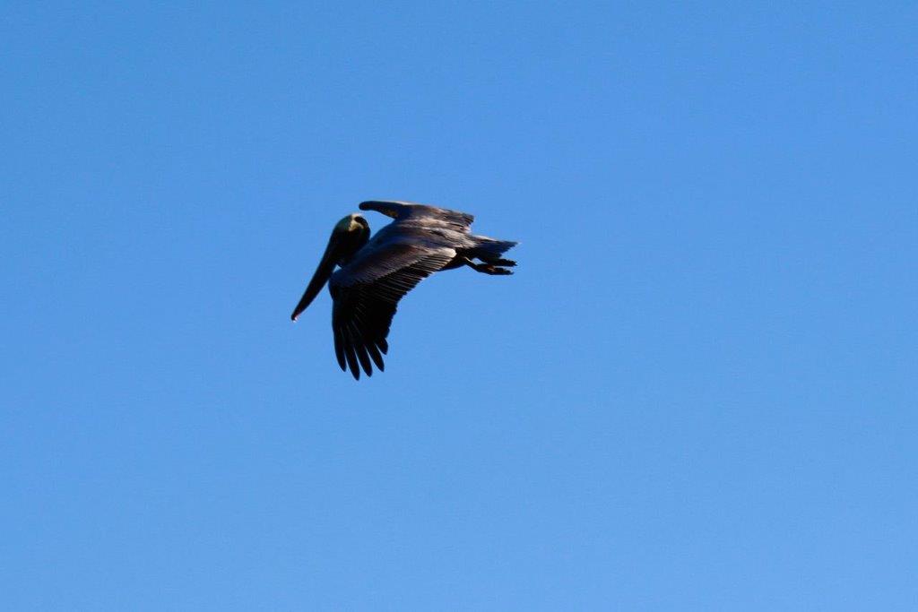 A bird flying in the sky

Description automatically generated