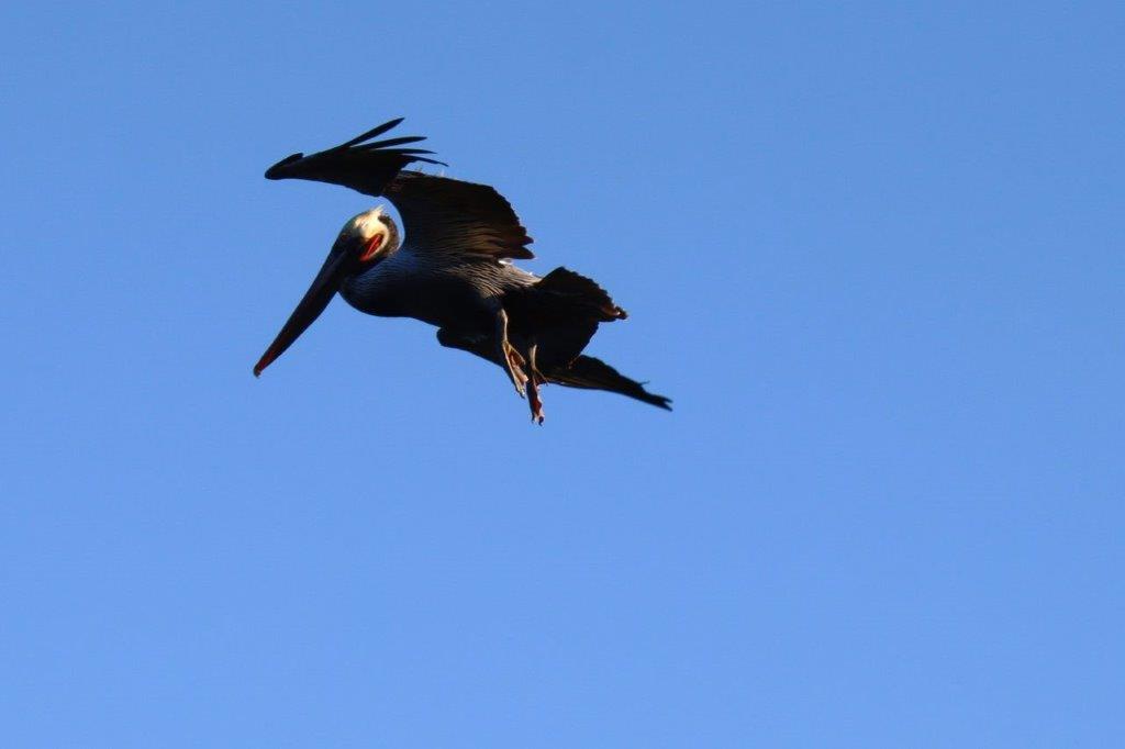 A bird flying in the sky

Description automatically generated