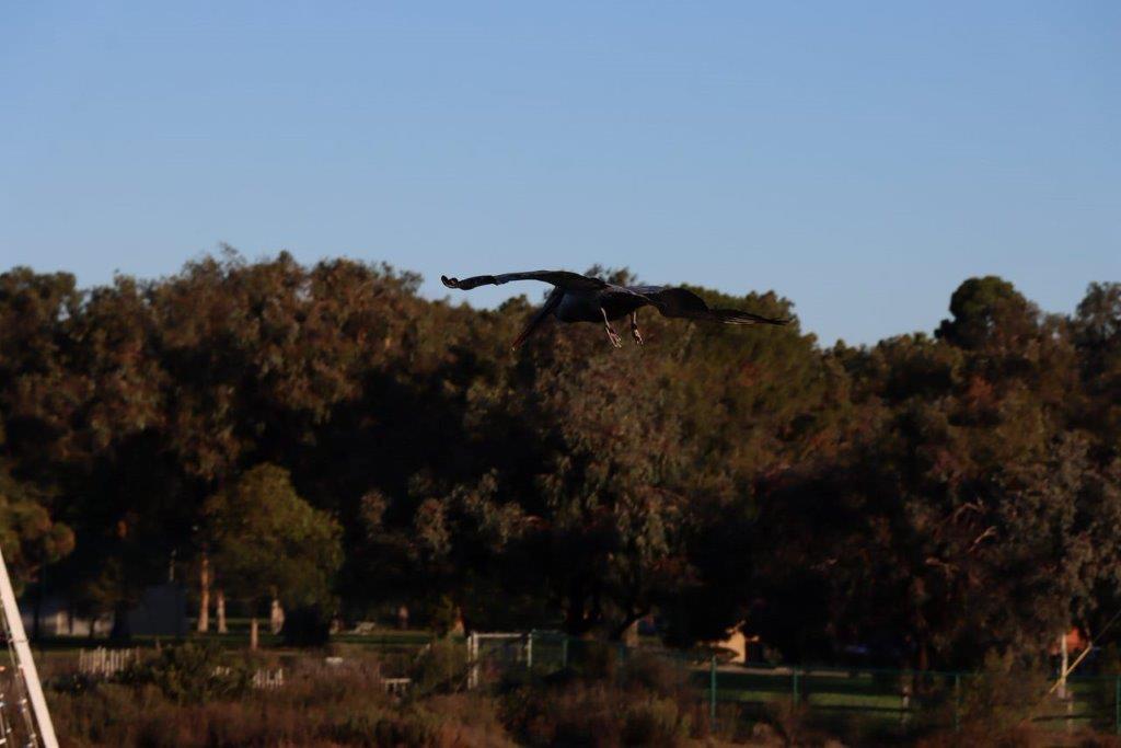 A bird flying over trees

Description automatically generated