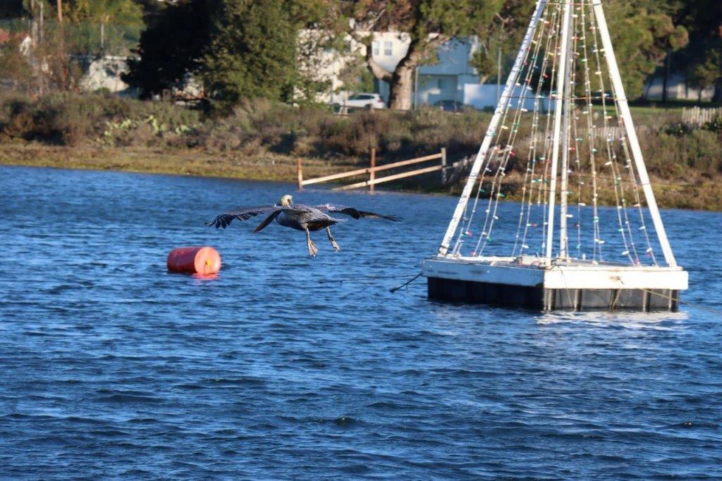 A bird flying over a body of water

Description automatically generated
