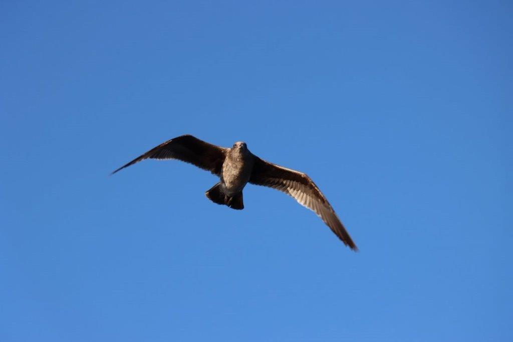 A bird flying in the sky

Description automatically generated