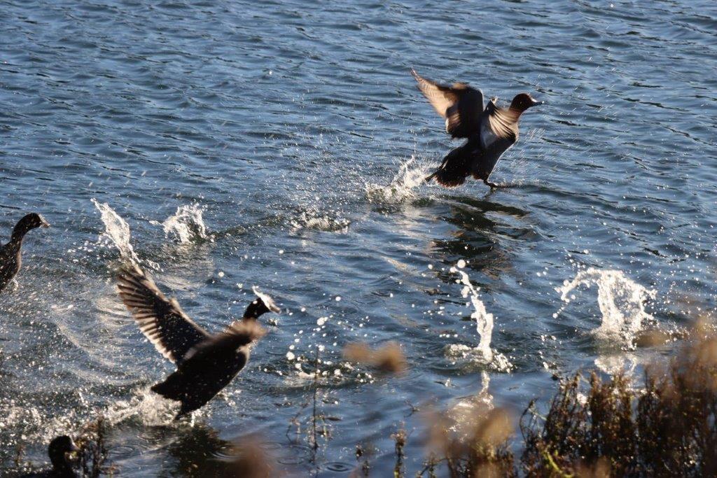 A group of ducks flying over water

Description automatically generated