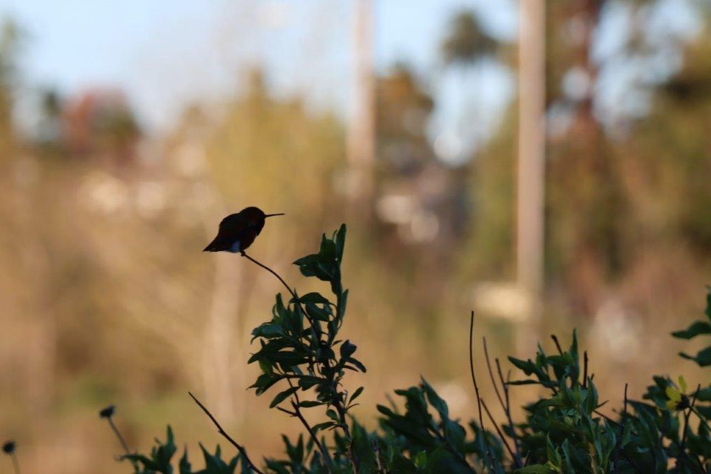 A bird perched on a branch

Description automatically generated