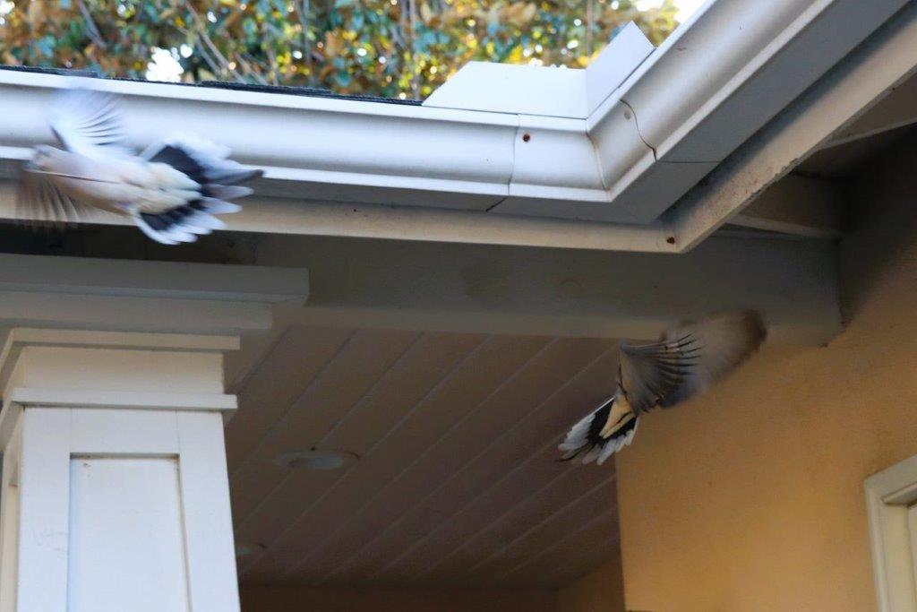 Birds flying over a house

Description automatically generated