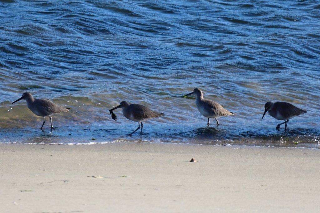 Birds standing on the beach

Description automatically generated