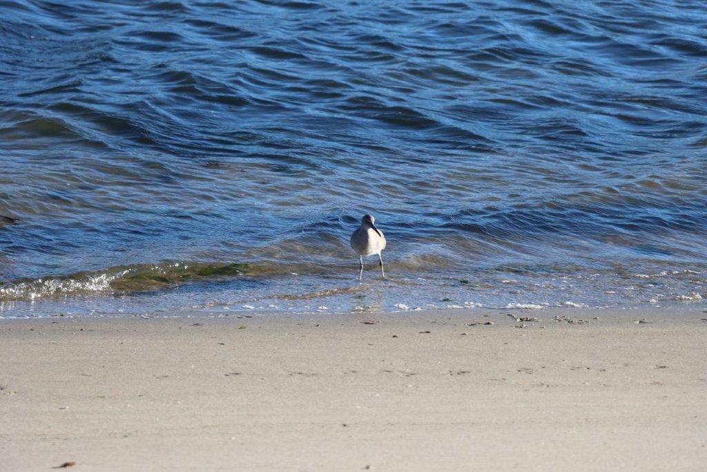 A bird standing on a beach

Description automatically generated