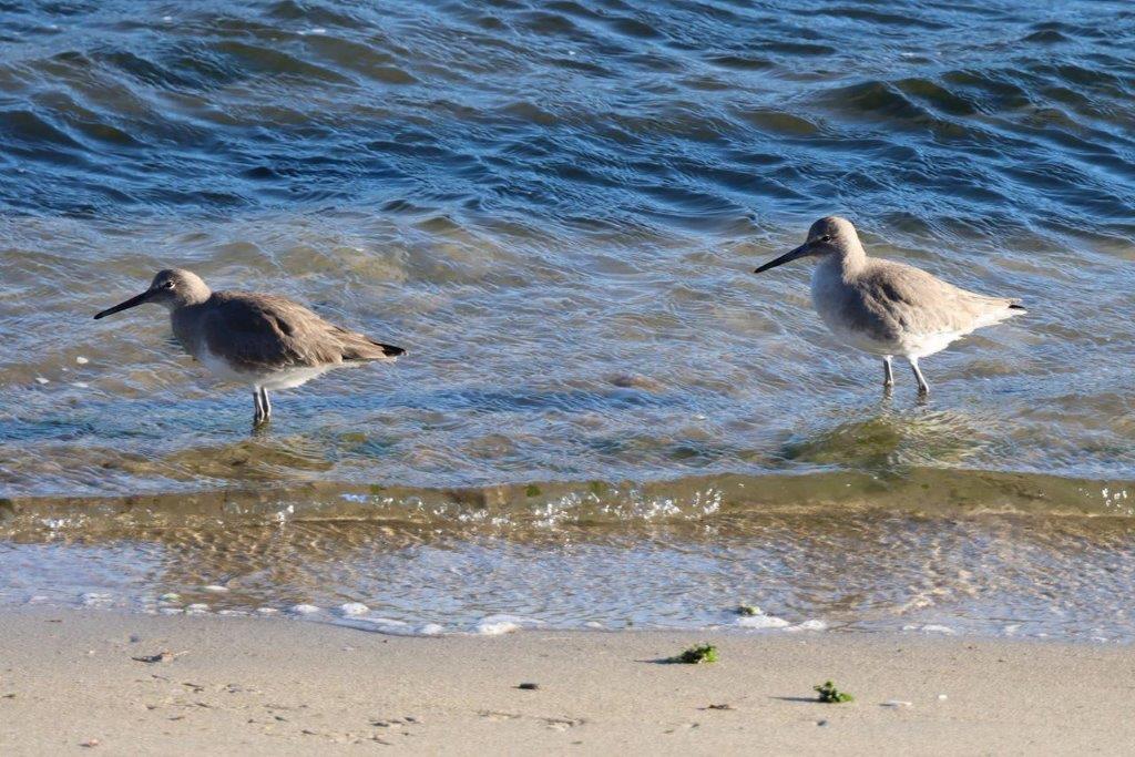 Birds standing in the water

Description automatically generated