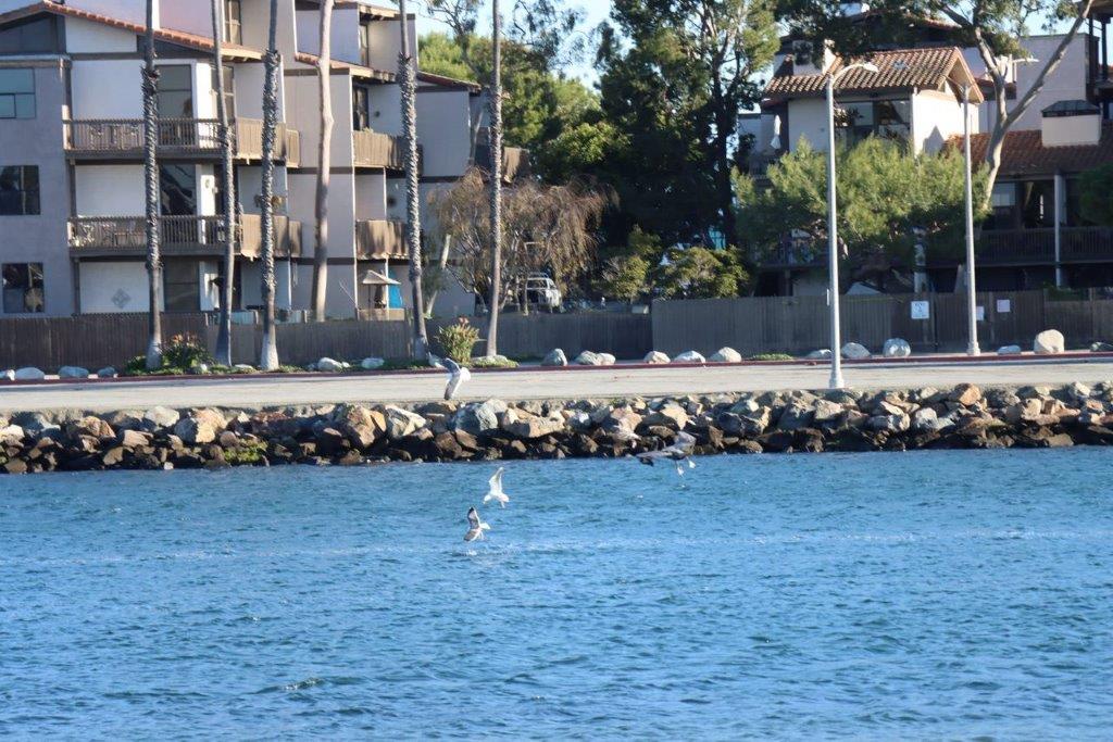 A group of birds flying over water

Description automatically generated