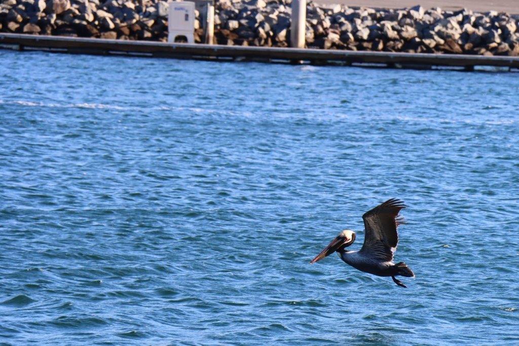 A bird flying over water

Description automatically generated