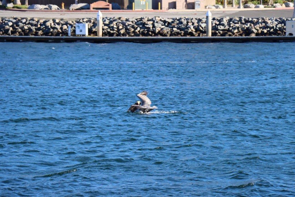 A bird swimming in the water

Description automatically generated
