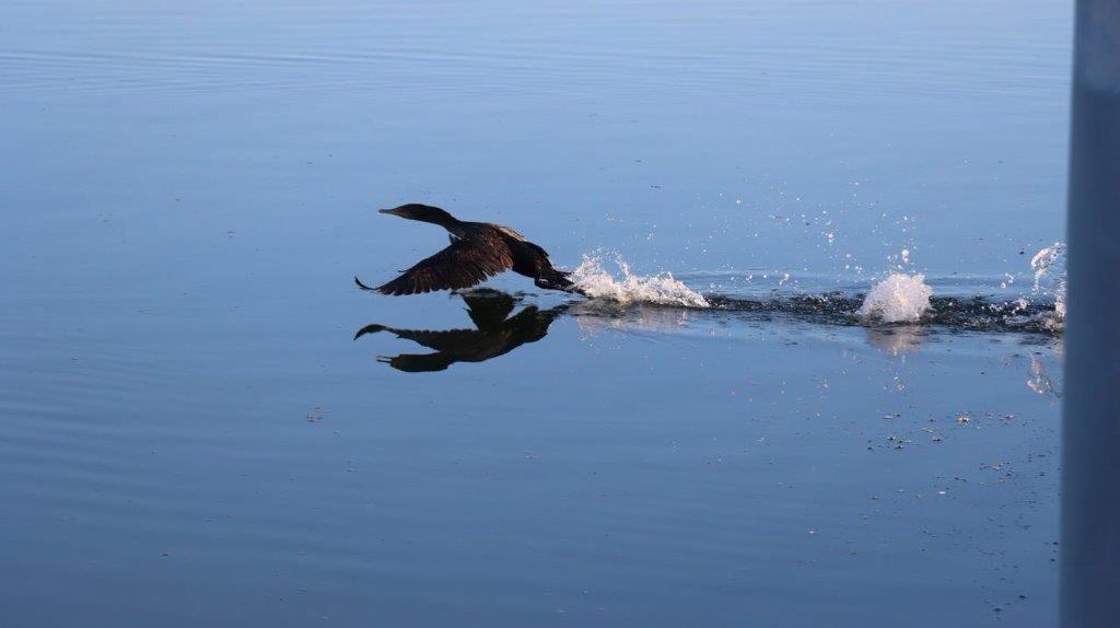 A bird flying over water

Description automatically generated
