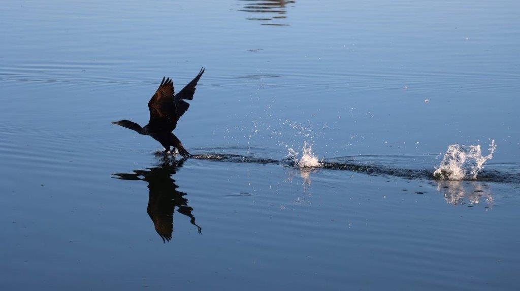 A bird landing on water

Description automatically generated
