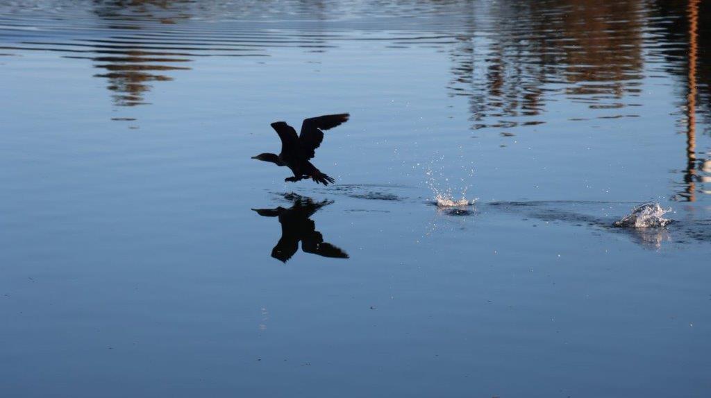 A bird flying over water

Description automatically generated