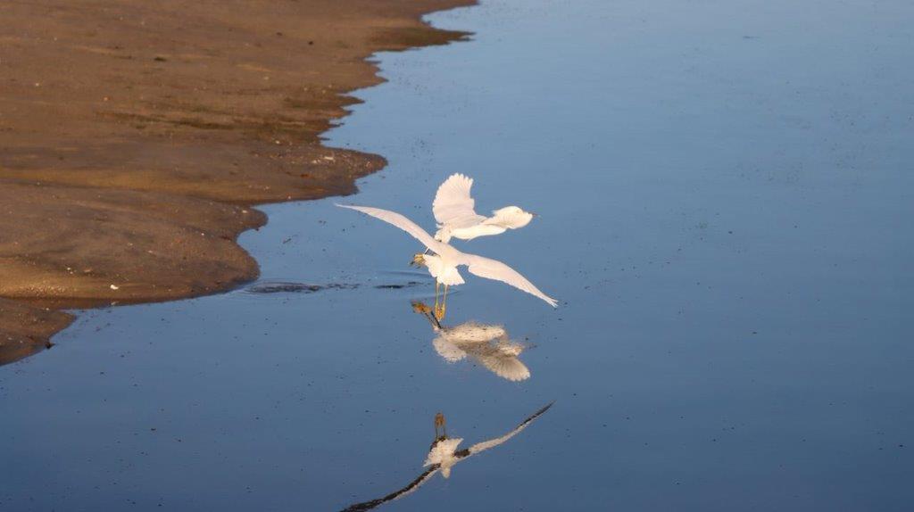 A bird flying over water

Description automatically generated