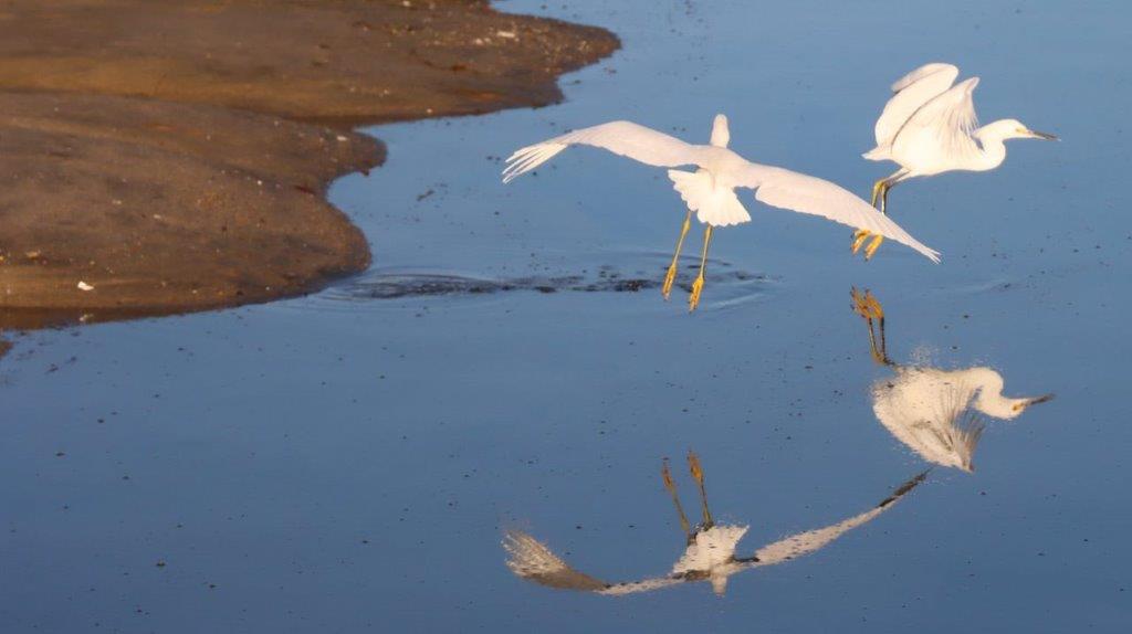 A group of white birds flying over water

Description automatically generated