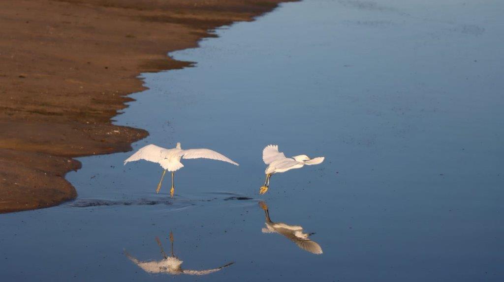 Birds flying over water with reflection

Description automatically generated with medium confidence