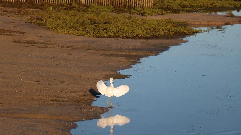 A bird standing on the shore of a lake

Description automatically generated