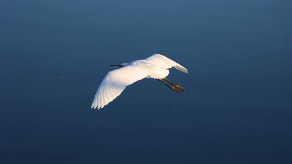 A white bird flying over water

Description automatically generated