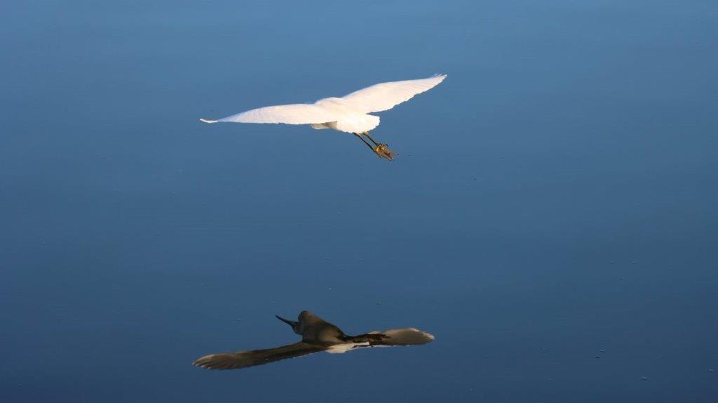 A bird flying over water

Description automatically generated
