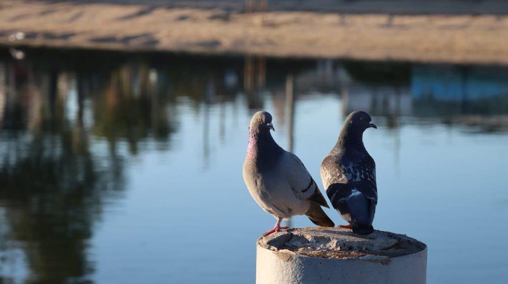 Two birds standing on a pole

Description automatically generated