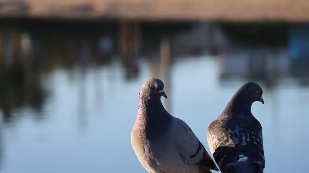 A close-up of a couple of pigeons

Description automatically generated