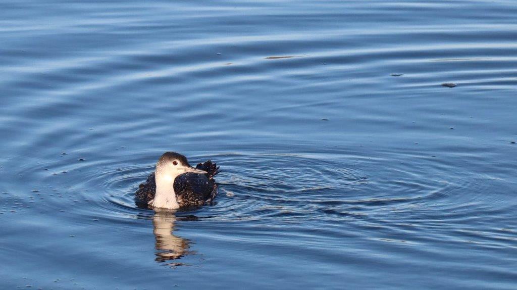 A bird swimming in water

Description automatically generated