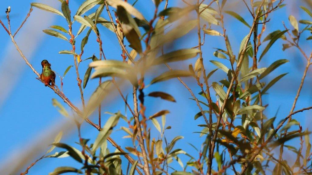 Close up of a tree with leaves

Description automatically generated