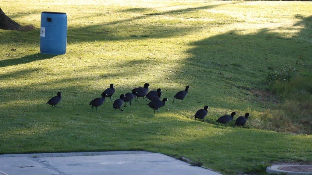 A group of birds walking on grass

Description automatically generated