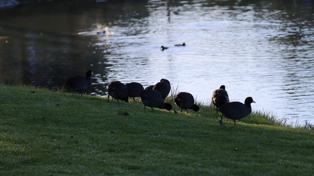 A group of birds on grass near water

Description automatically generated