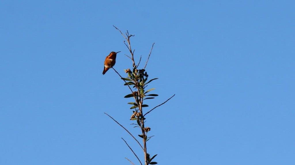 A bird perched on a branch

Description automatically generated