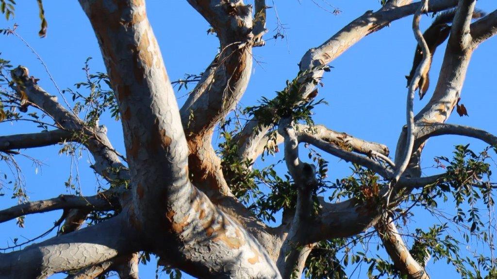 A tree with branches and leaves

Description automatically generated