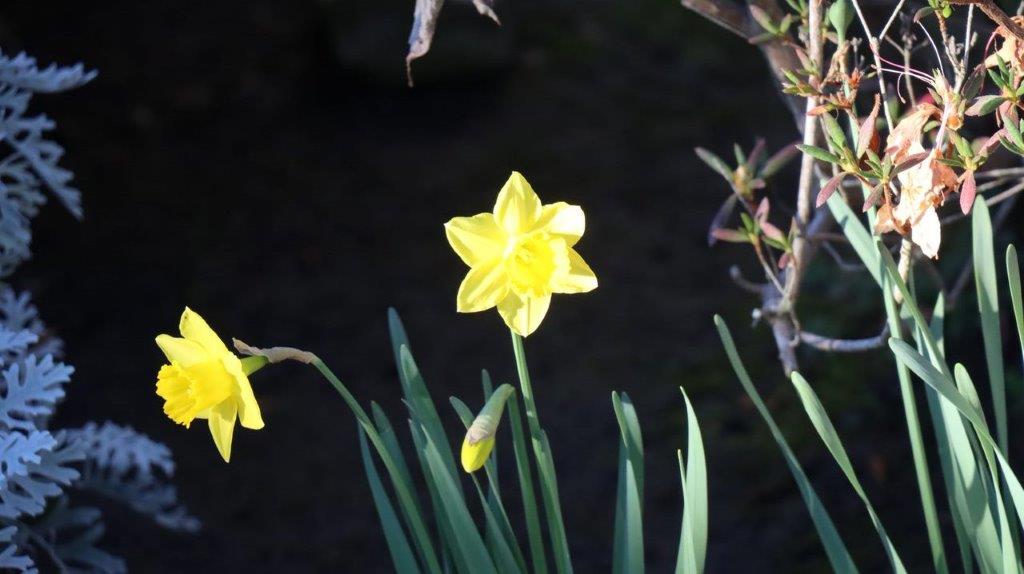 A close-up of a yellow flower

Description automatically generated