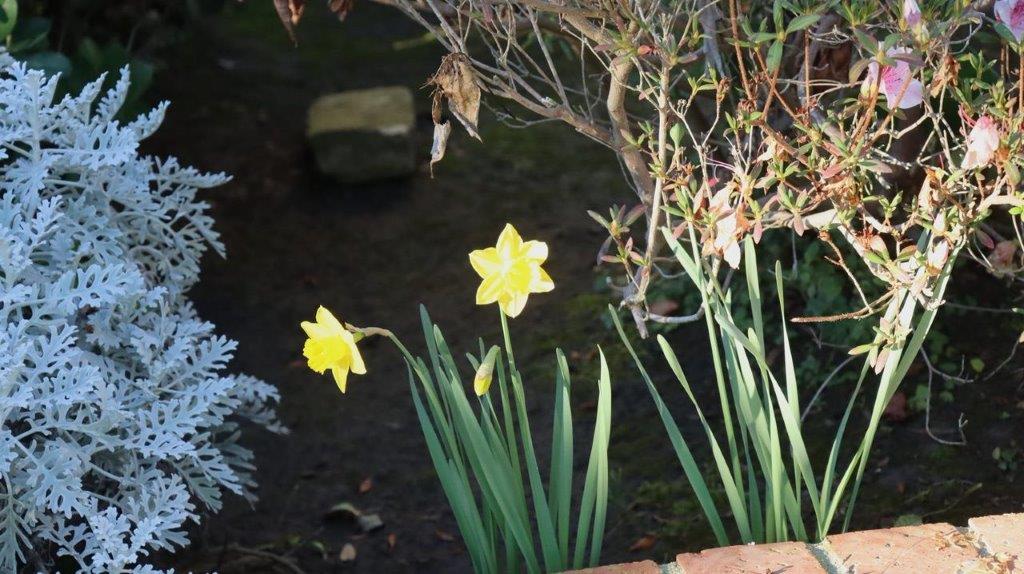 A yellow flower in a garden

Description automatically generated