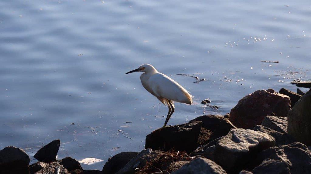 A bird standing on rocks near water

Description automatically generated
