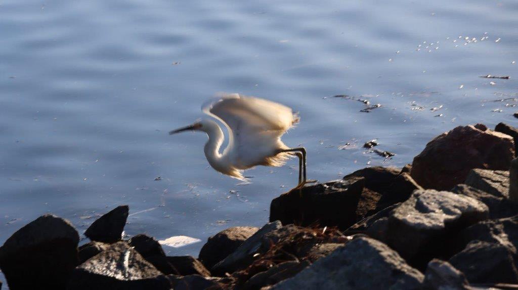 A bird flying over water

Description automatically generated