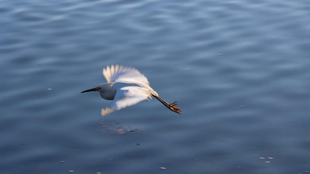A bird flying over water

Description automatically generated