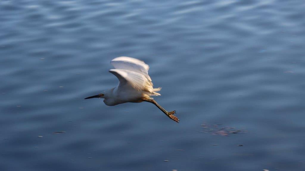 A bird flying over water

Description automatically generated