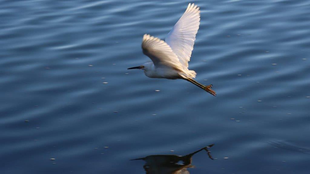 A bird flying over water

Description automatically generated